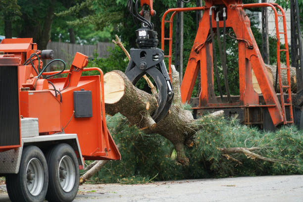 Best Tree Disease Treatment  in Mountain Home, AR